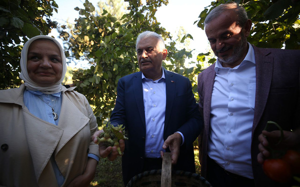 Binali Yıldırım fındık bahçesinde fındık topladı - Sayfa 2