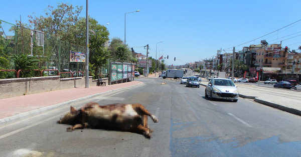Antalya'da TIR'dan caddeye kurban atıkları döküldü - Sayfa 1
