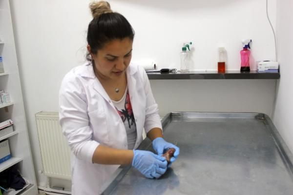 Tam 6 ayaklı ve 2 kuyruklu! Karaman'da görenleri hayrete düşüren olay - Sayfa 3