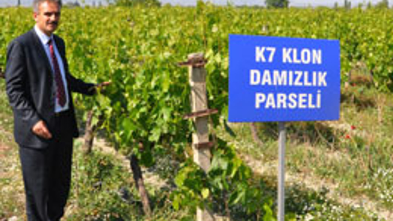 Manisayı ihya eden K-7 üzümleri - Internet Haber