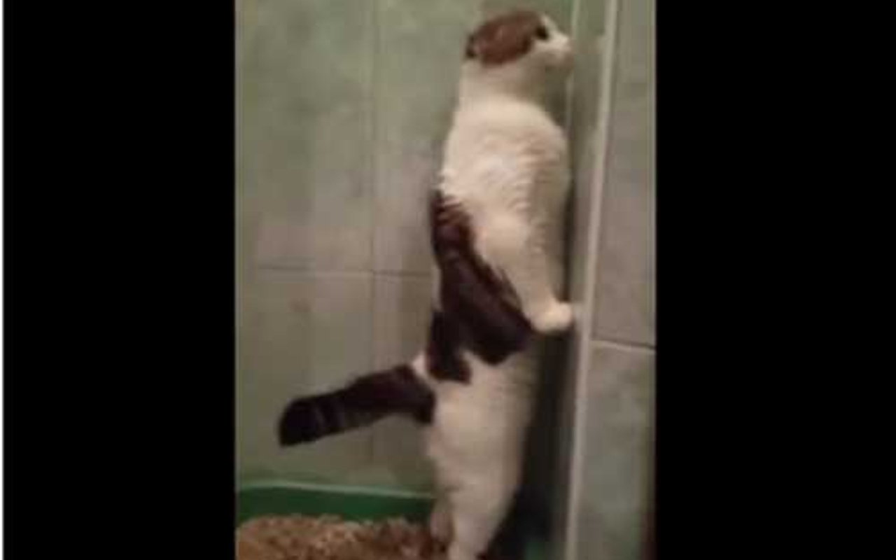 Tuvaletini ayakta yapan kedi Haber
