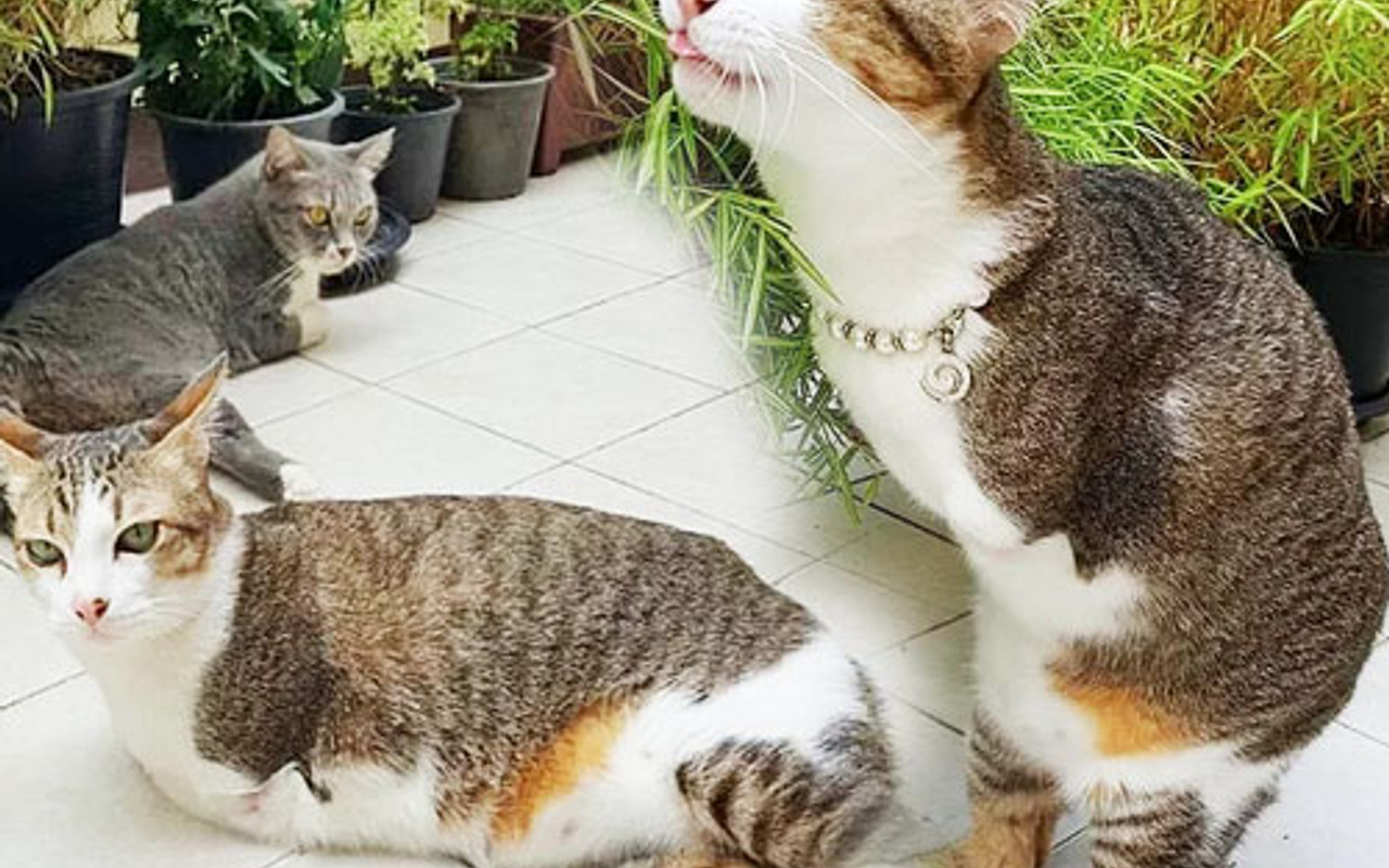 �İki ayaklı kedi� sosyal medyayı bakın nasıl salladı Haber