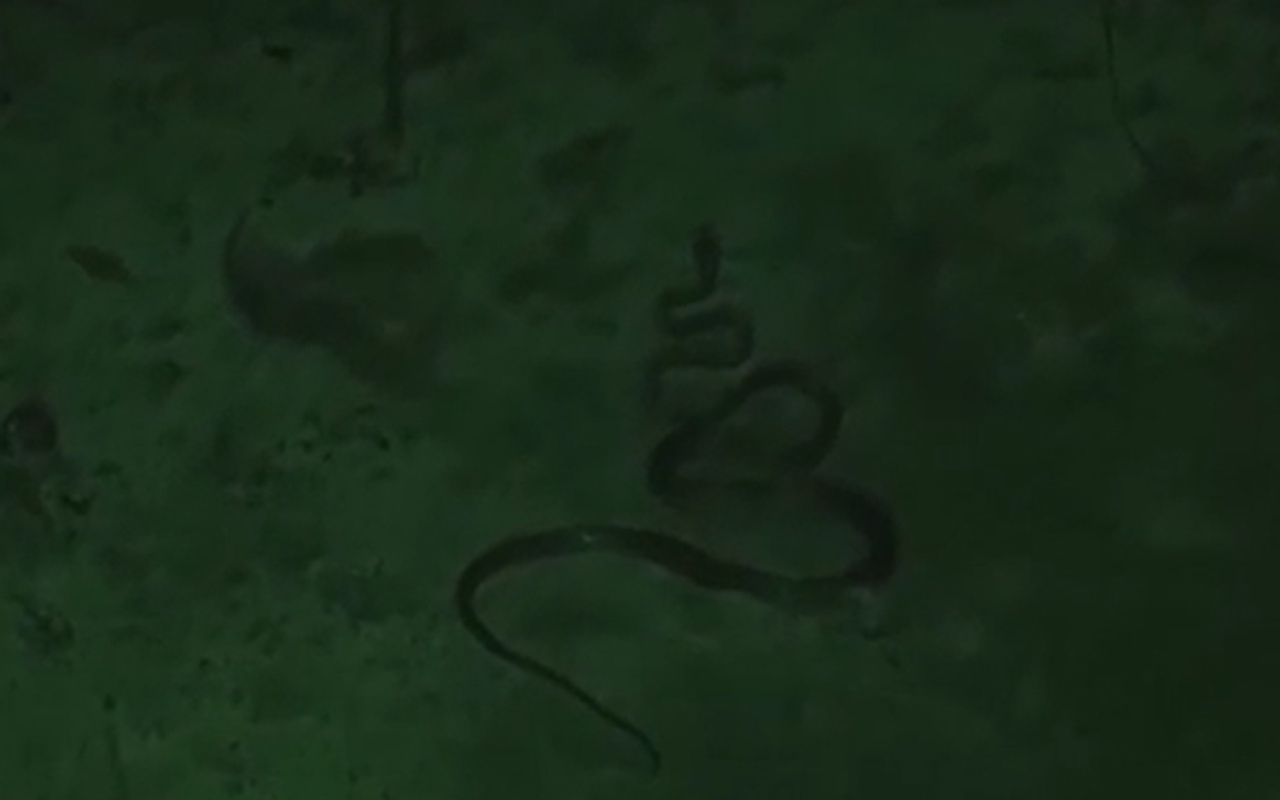 survivor da unluler e yilan soku