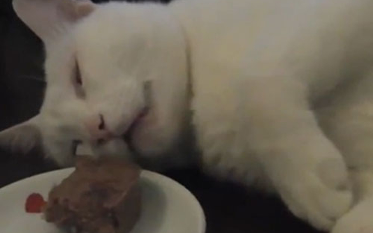 yorumlar uykusunda yemek yiyen kedi