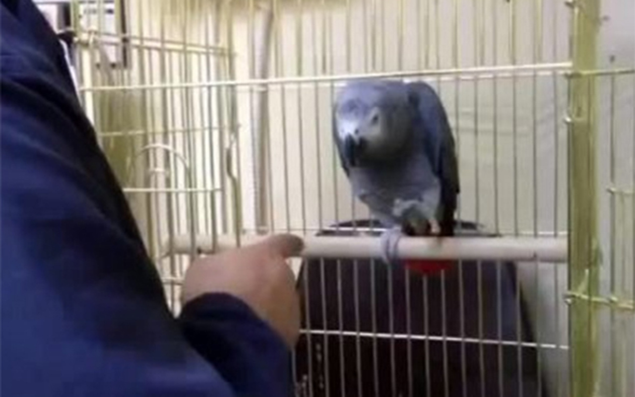 Köpek gibi havlayan sevimli papağan Haber