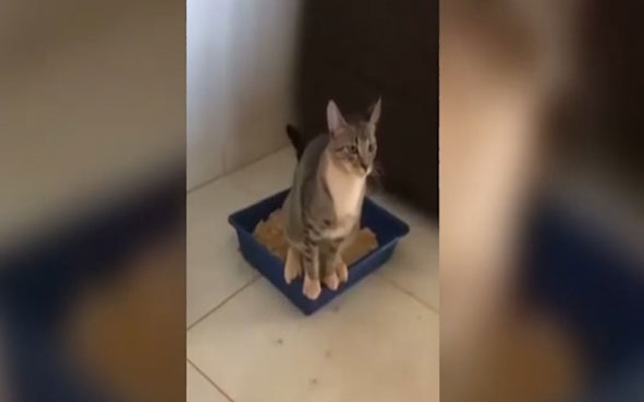 Tuvaletini yapan kedi kendi sonunu hazırladı Haber