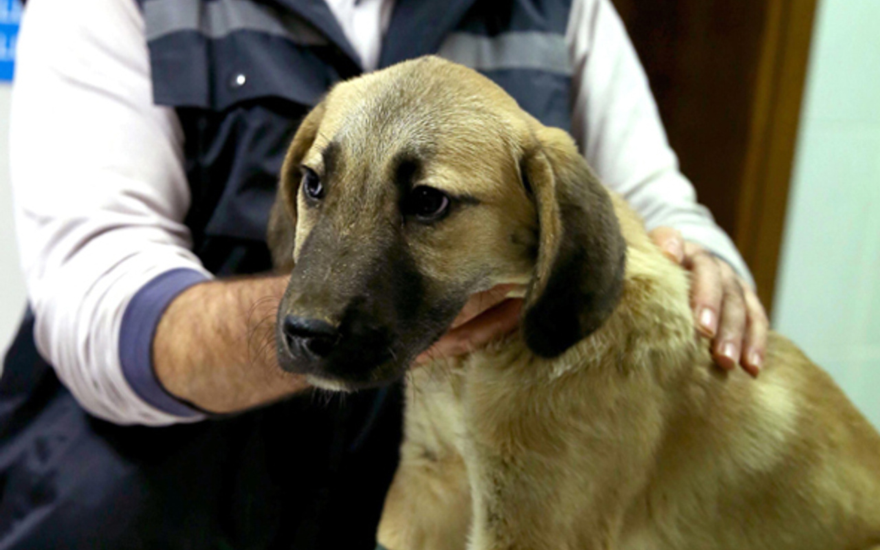 köpek nasıl saldırganlaştırılır
