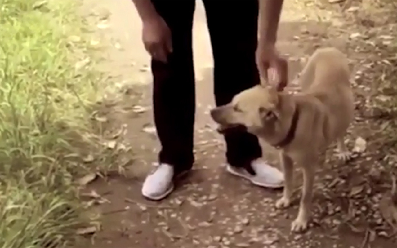 Canlı canlı toprağa gömülen bebeği köpek kurtardı! Haber