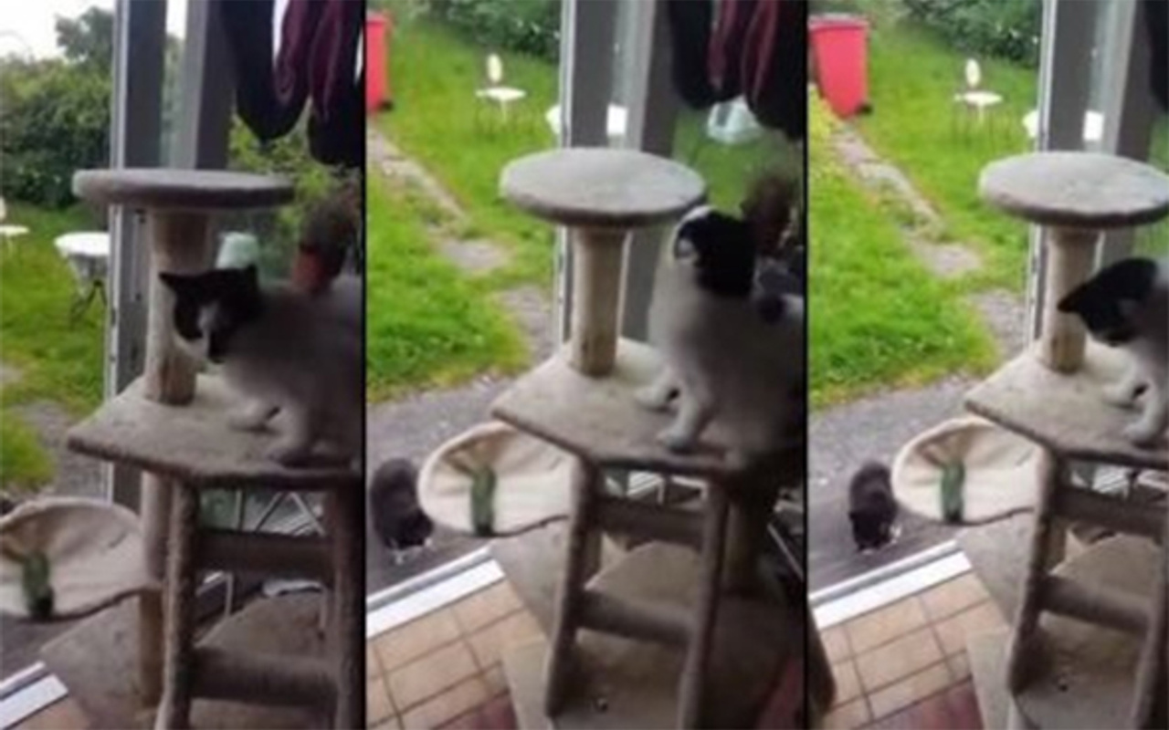 Salatalık görünce aklını kaçıran kedi Haber