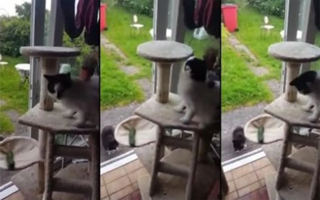 Salatalik Gorunce Aklini Kaciran Kedi Internet Haber