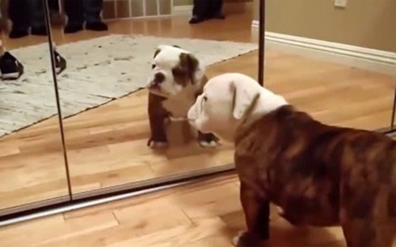 İlk defa ayna gören sevimli yavru köpek Haber
