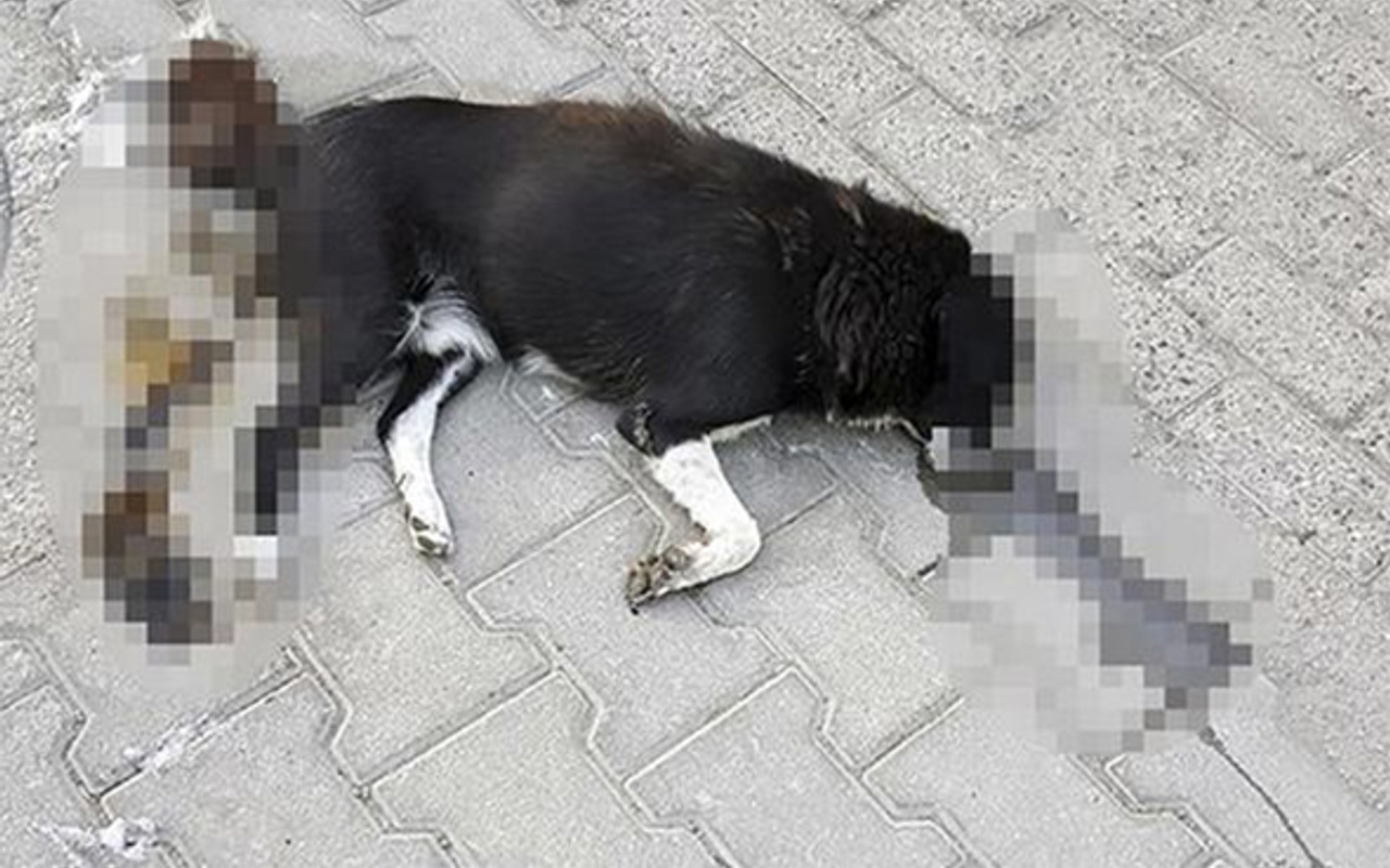 İşçiler korkunç manzarayı ihbar etti Köpek katliamı! Haber