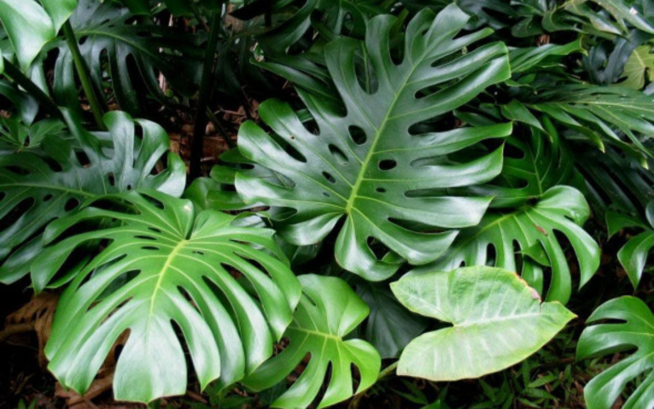 deve tabani monstera bitkisinin