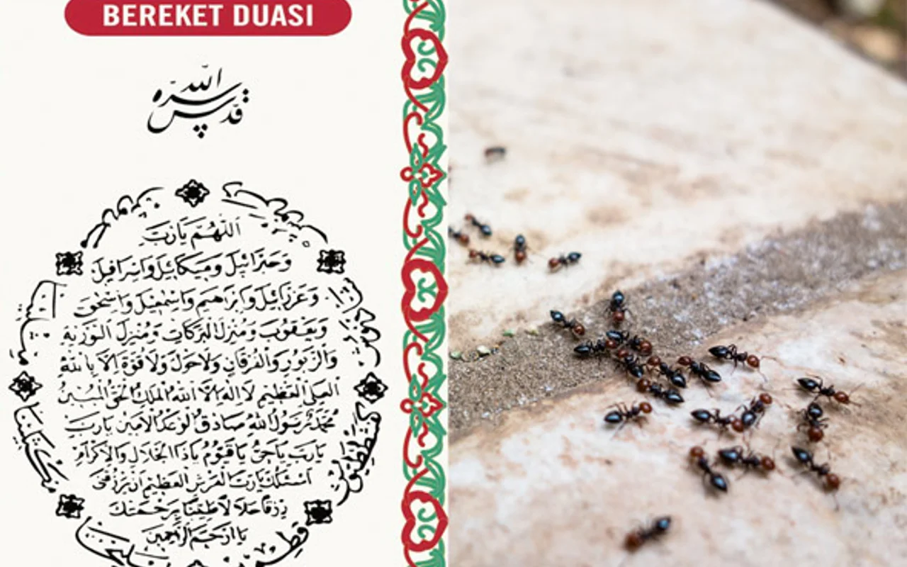 karinca duasi nasil hz suleyman in