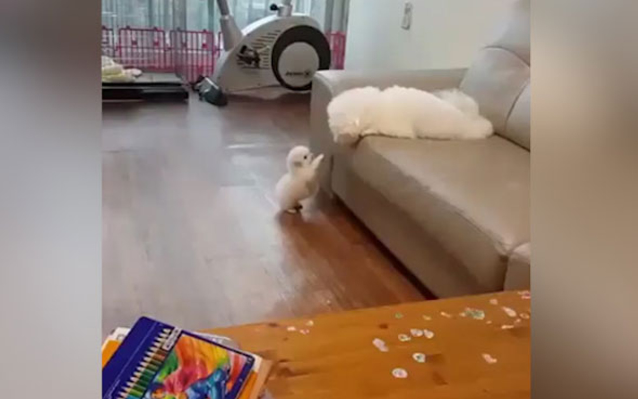Yavrusuna atlamayı öğreten anne köpek Haber
