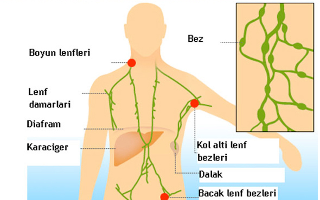 lenf bezi sismesi nedir asuman dabak hastaligi belirtileri neler saglik haberleri