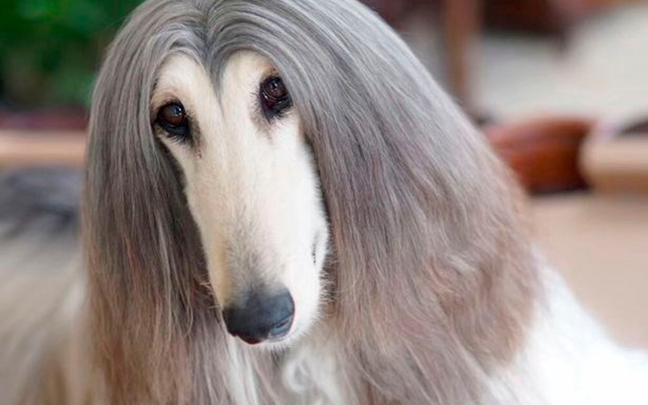 Dünyanın en güzel köpeği AJ Nirvana Battle Haber