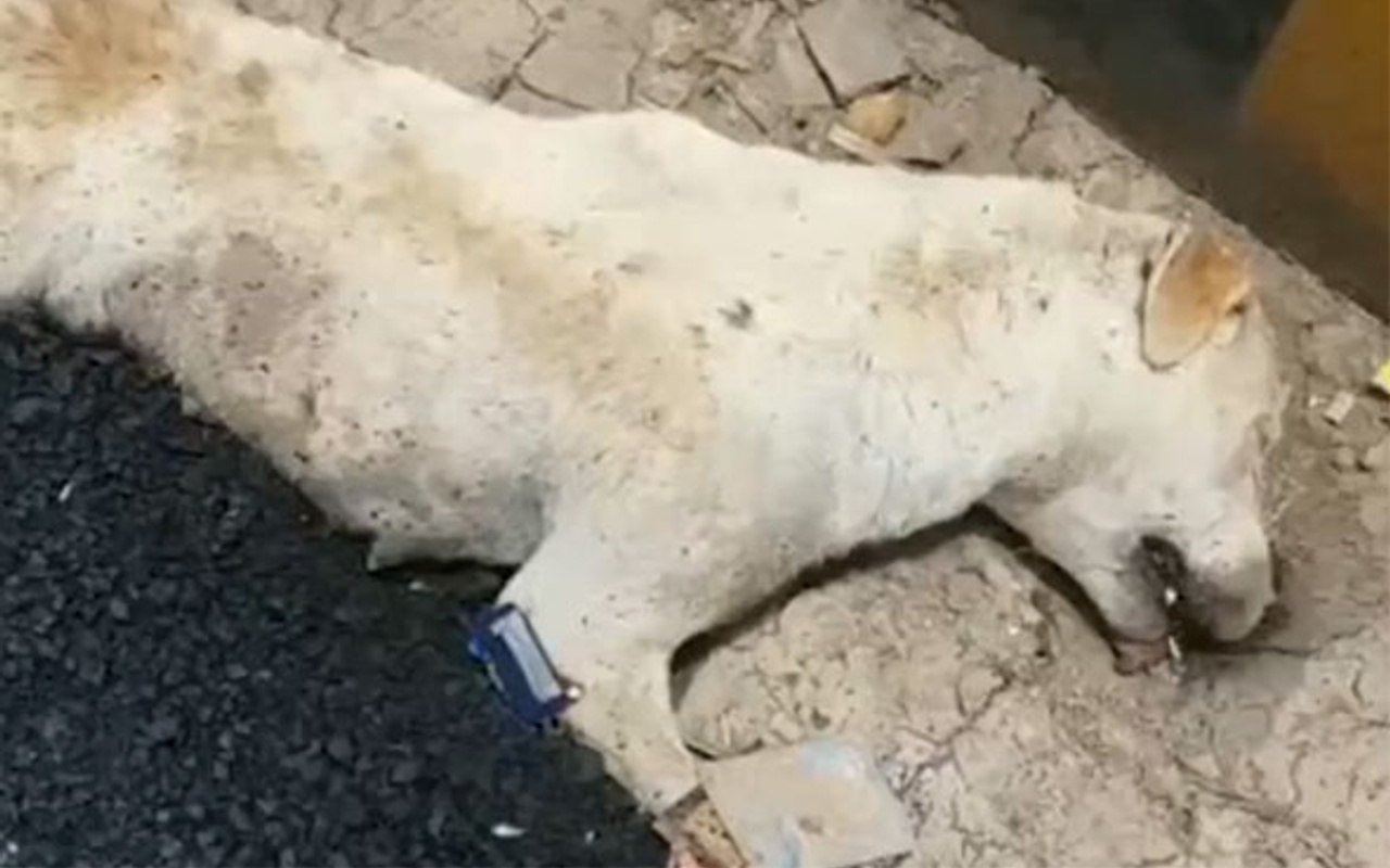 Kan donduran görüntü! Köpeğin üzerine kızgın zift döküp silindirle