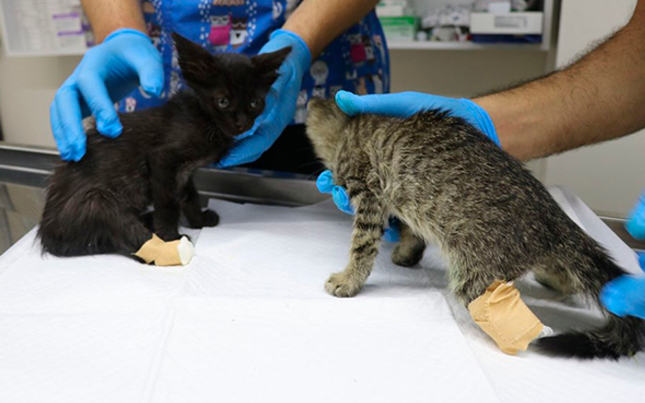 İki yavru kedi ayakları kesilmiş halde bulundu Haber