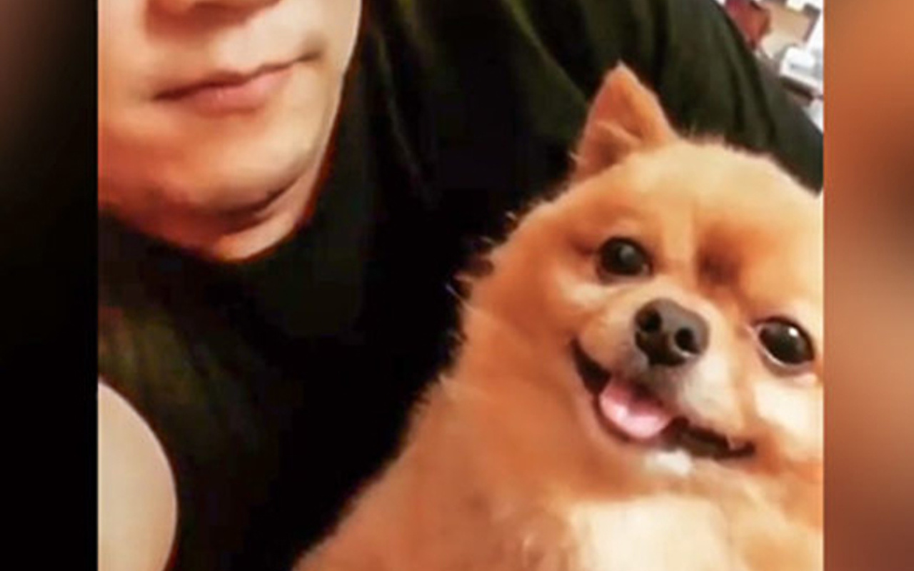 Sahibinin yaptığını yapan köpek sosyal medyada beğeniyle izlendi