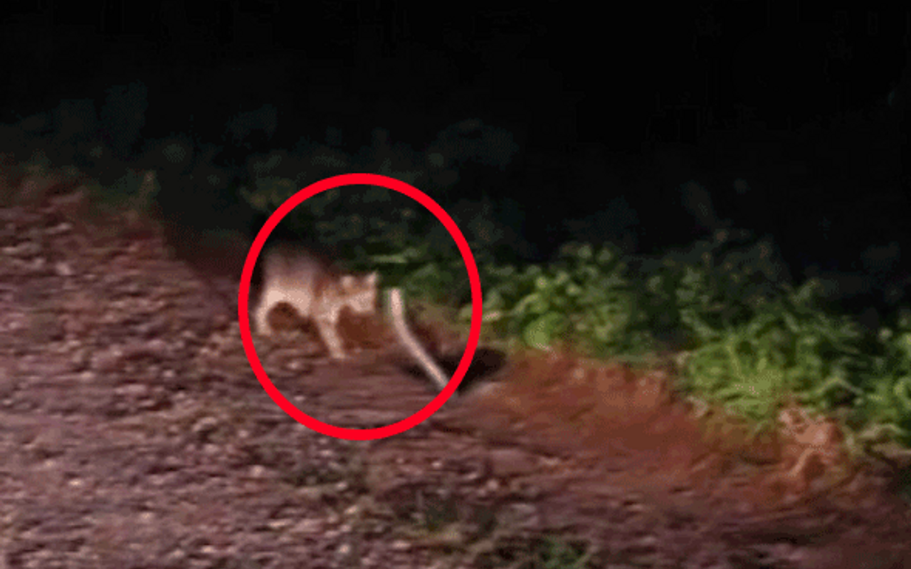 kedi ve yilanin olum dansi sosyal medyayi salladi