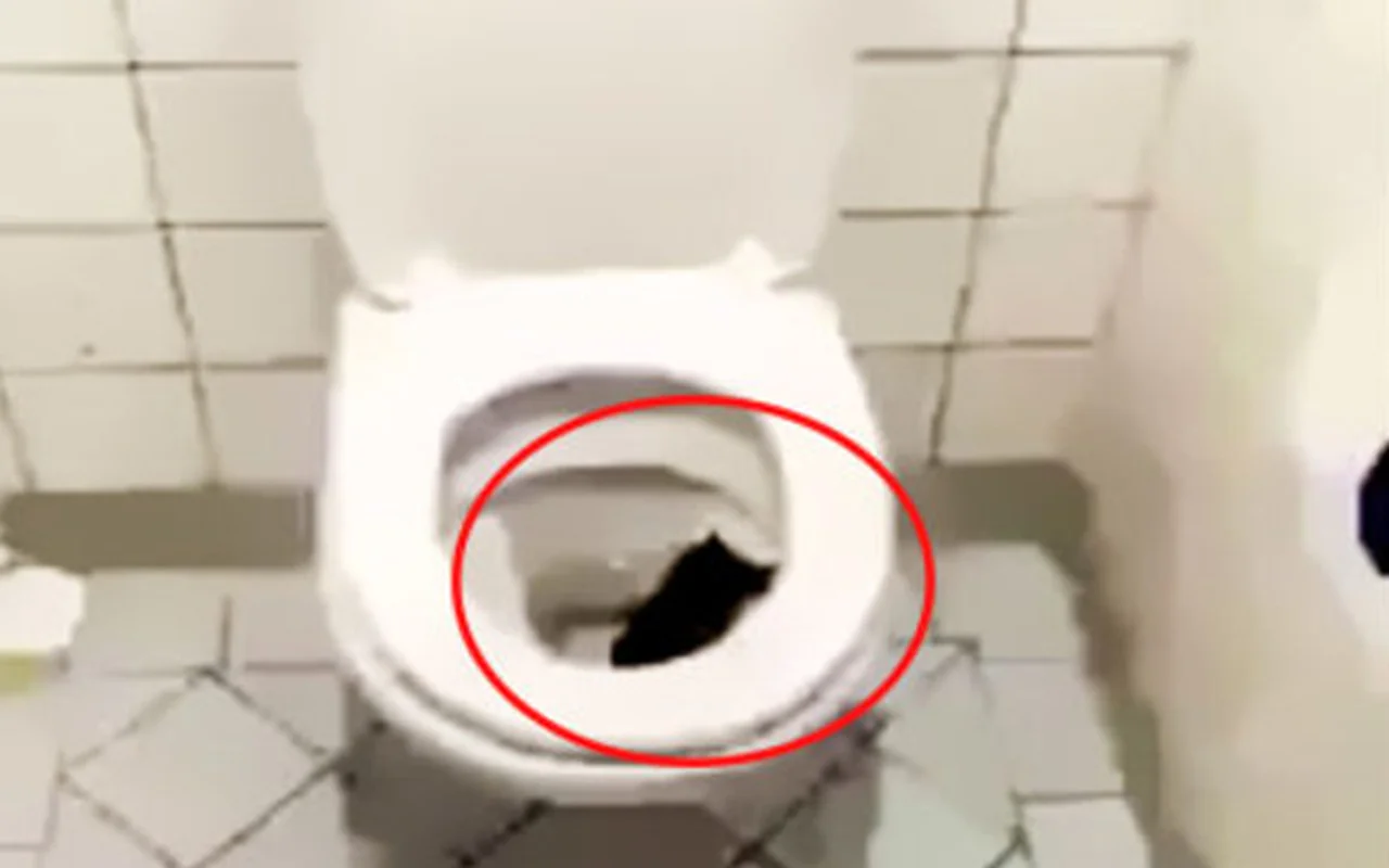 klozetin icinde korkutan goruntu iceri girince fark etti internet haber