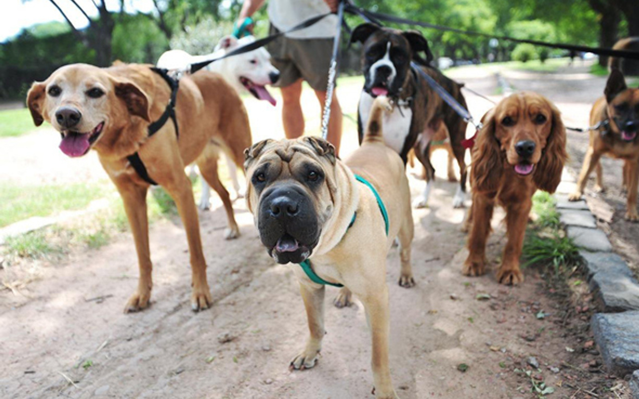 Köpek gezdirmek artık yasak o ülkeden garip karar Haber