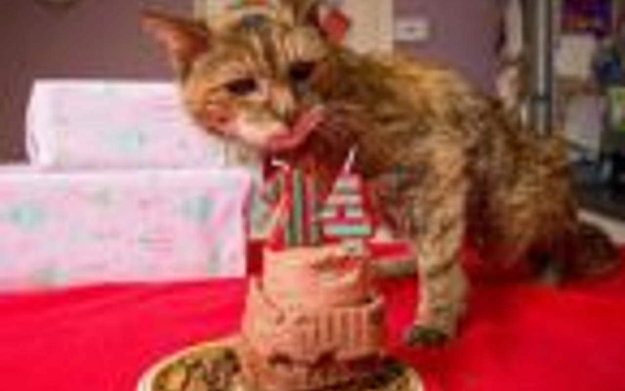 Dünyanın en yaşlı kedisi Haber