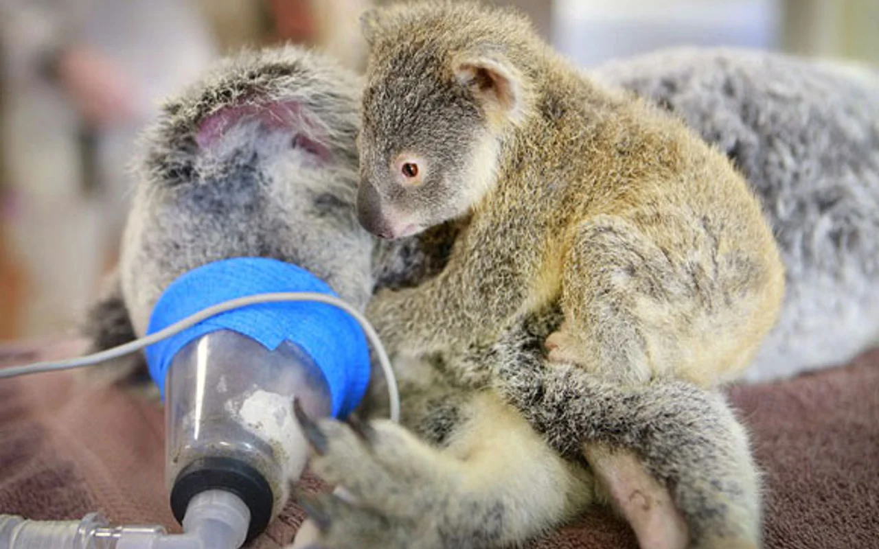 Yavru Koala Annesini Bir An Bile Yalniz Birakmadi Internet Haber