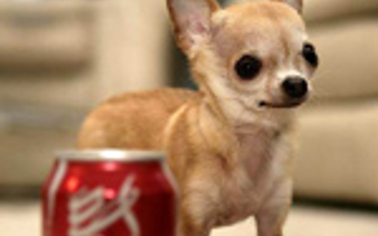Dünyanın en küçük köpeği - Internet Haber