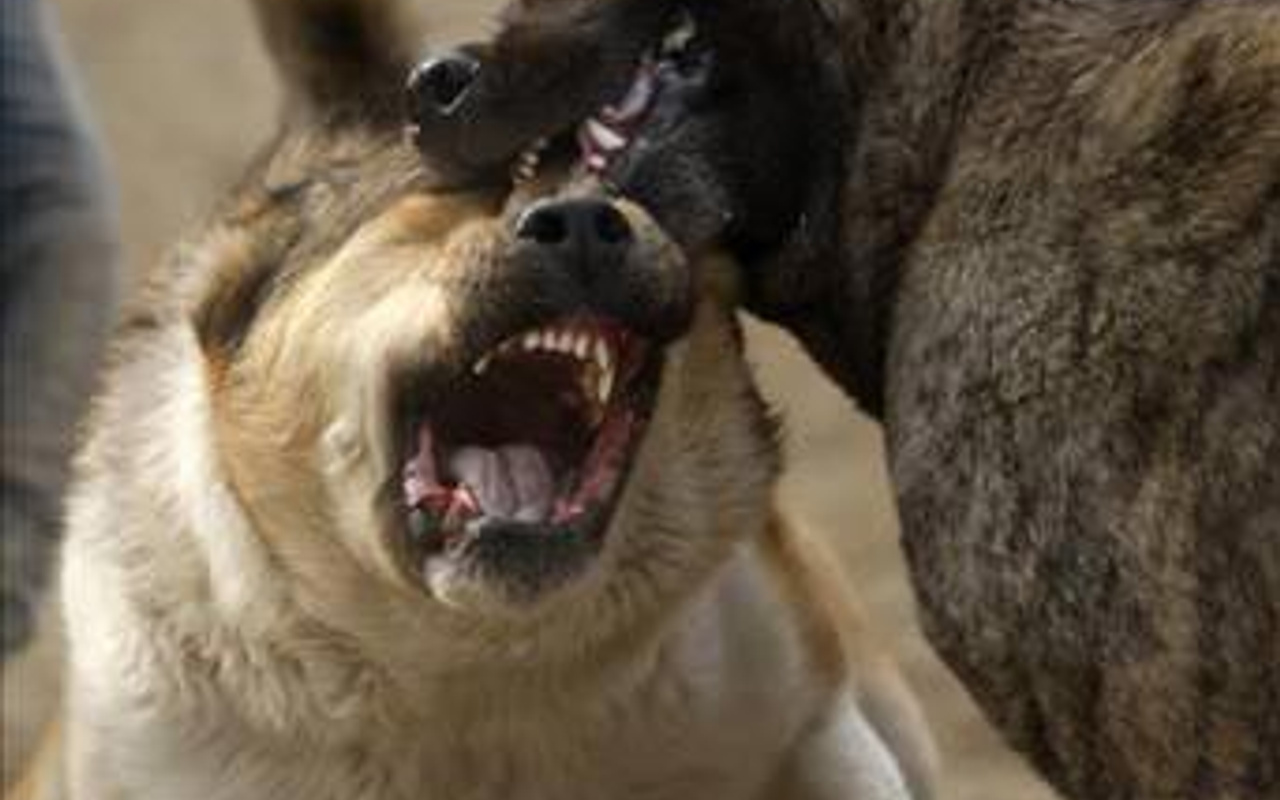 Köpekleri böyle dövüştürüyorlar! - Internet Haber