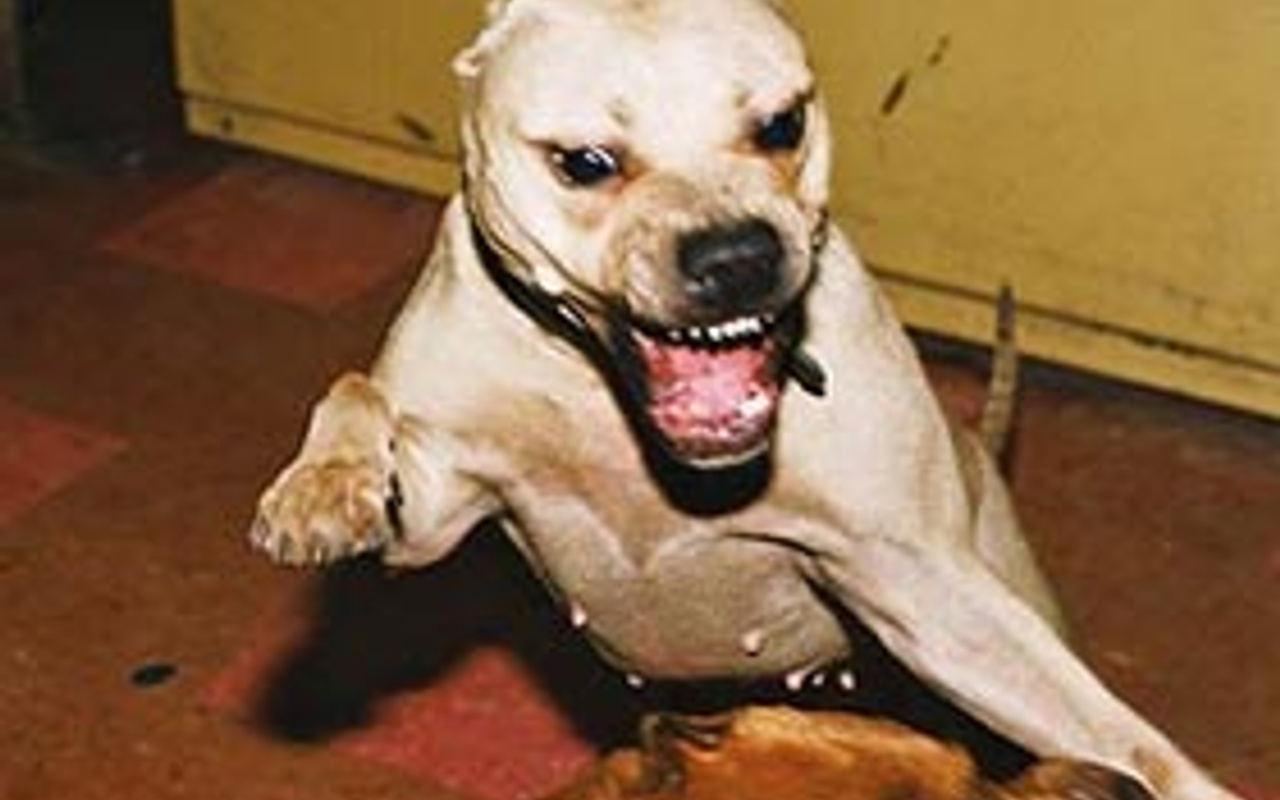 3 kişiyi ısıran köpek kuduz çıktı Haber