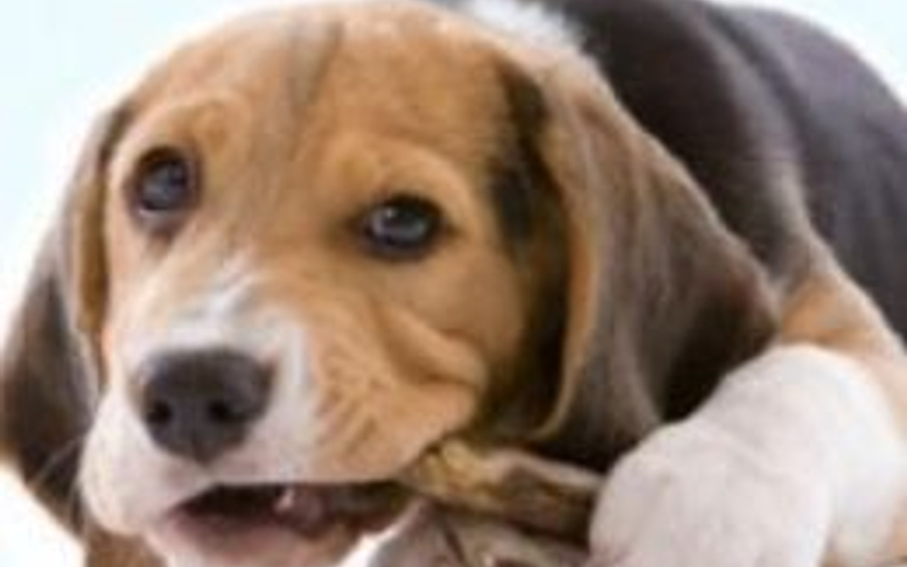 Bu sefer adam köpeği ısırdı Haber