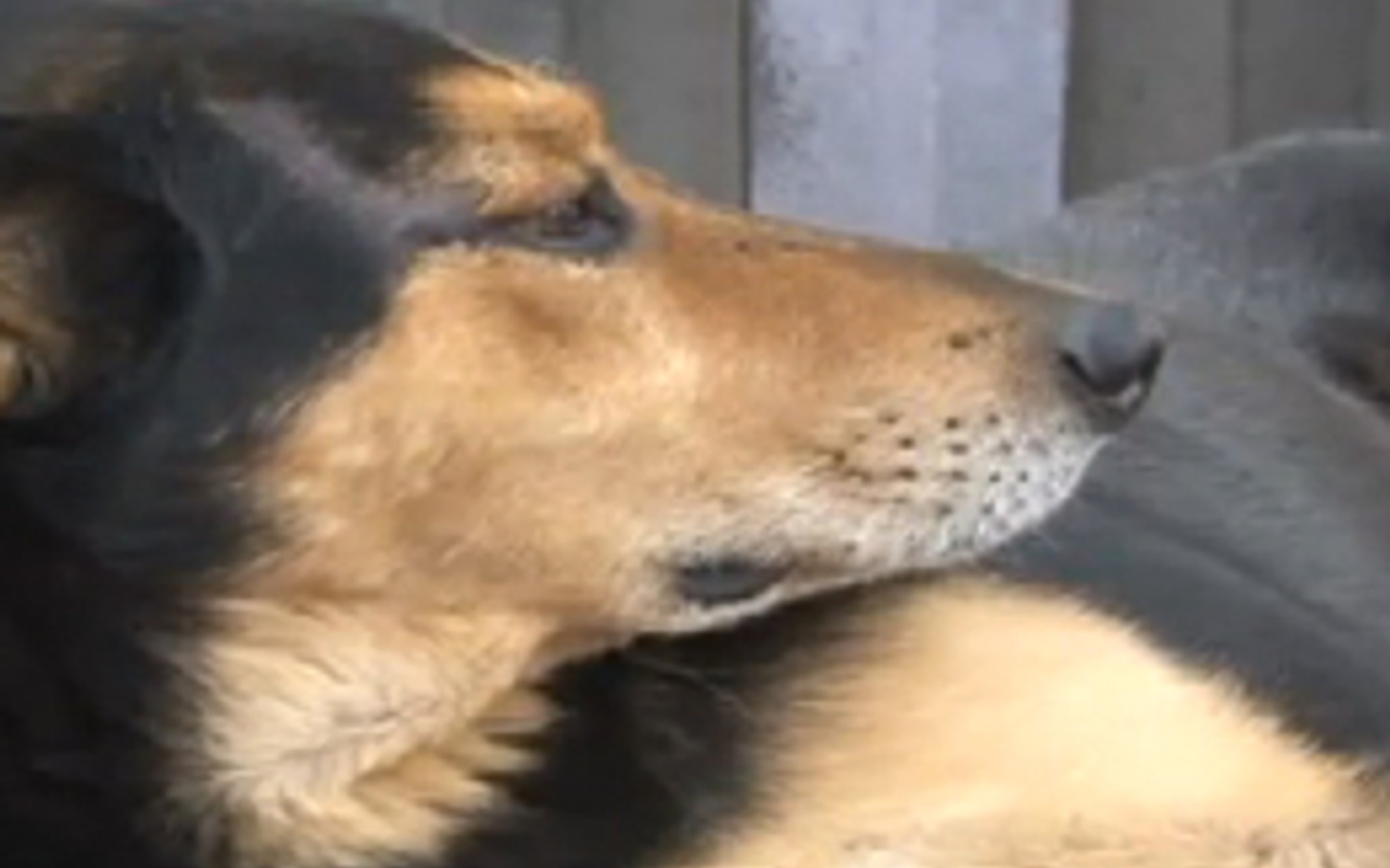 Adam köpeği ısırdı, haber oldu! Haber