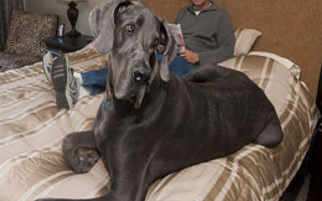 Dünyanın en büyük köpeği öldü - Internet Haber