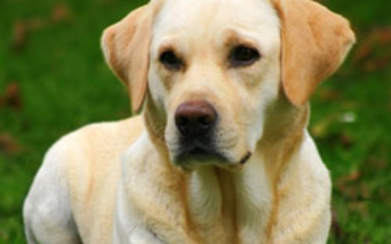 11 kişiyi ısıran köpek kuduz çıktı Haber