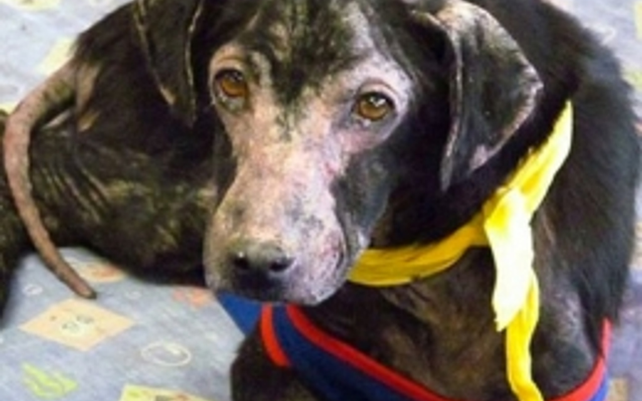 İnsanlara alerjisi olan köpek Haber