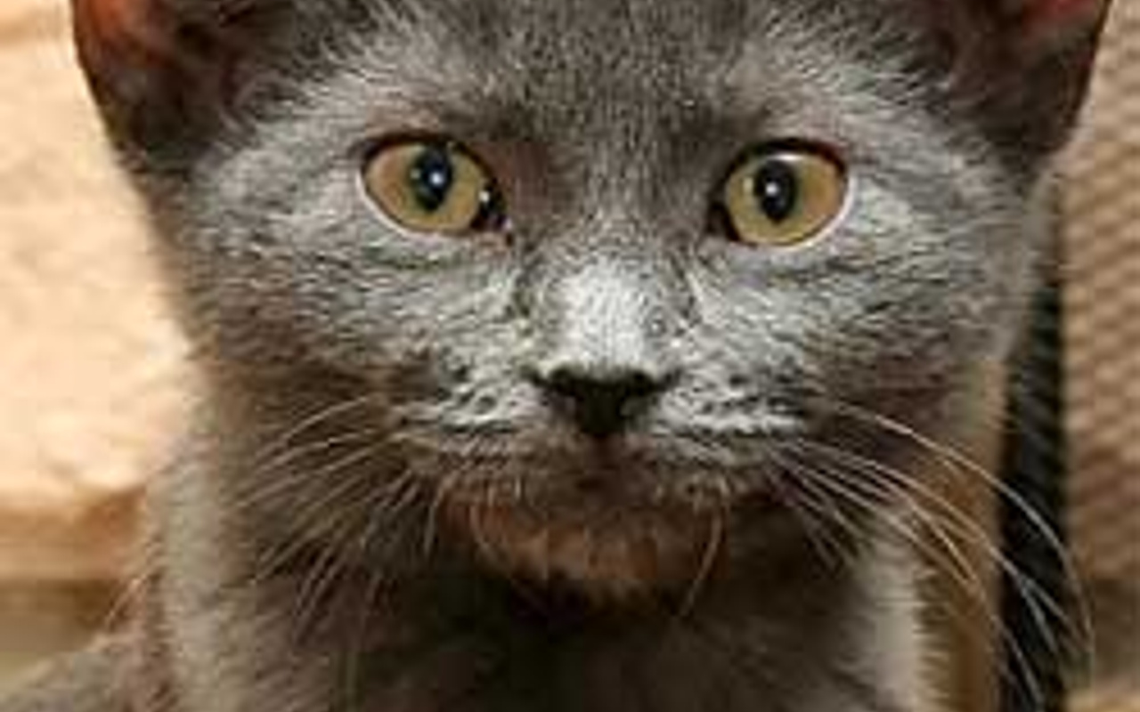 Kaybolan Kedi Dayinin Evini Buldu Internet Haber