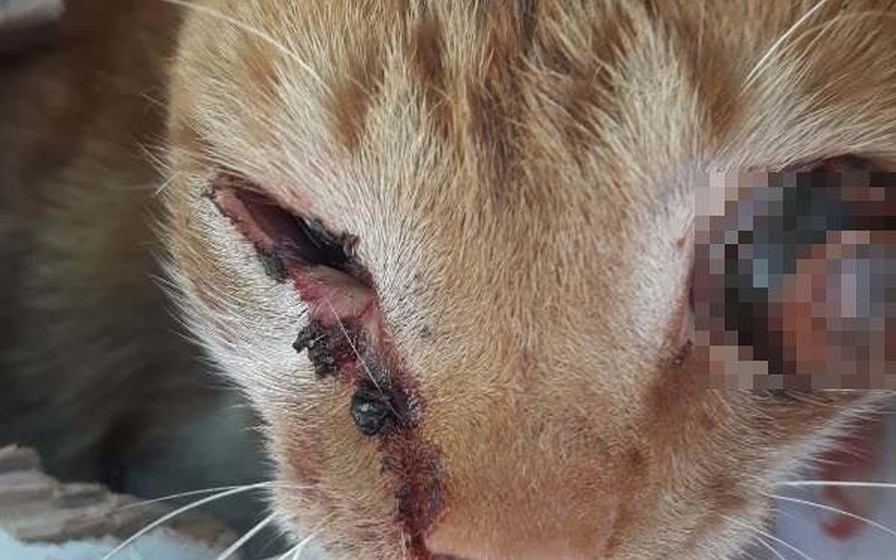 Adıyaman�da işkence yapılarak gözü oyulan yavru kedi tedaviye alındı