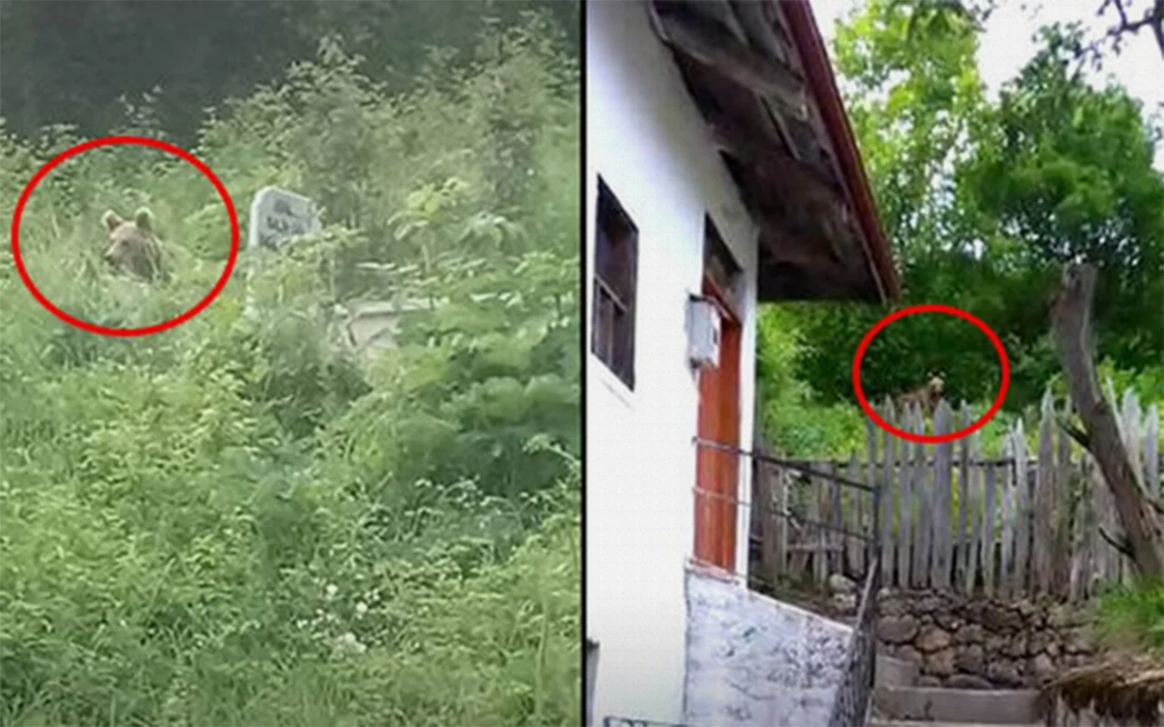 Karabuk Te Koye Ayi Indi Internet Haber