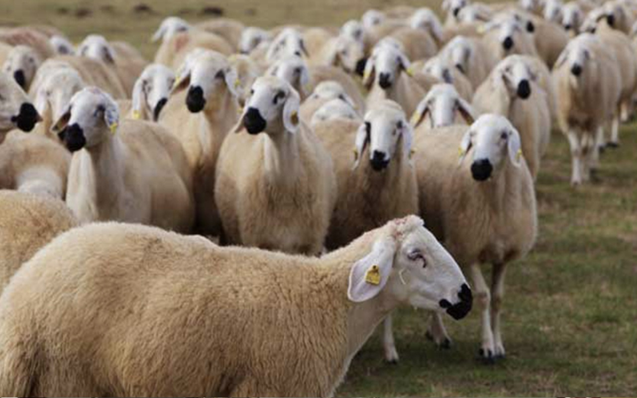 kurbanlik koyun fiyatlari 2020 sahibinden kac paradan basliyor internet haber