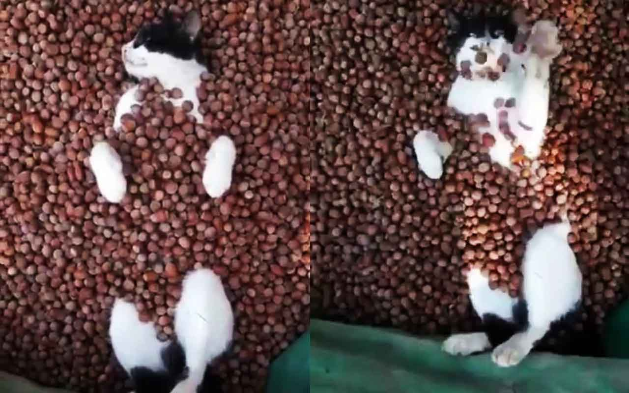 Fındık banyosu yapan kedi sosyal medyada tıklanma rekoru kırdı