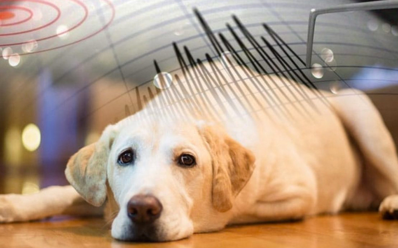 Istanbul Da Korkutan Deprem Artcilar Devam Ediyor Hayvanlar Depremi Onceden Hissedebilir Mi Internet Haber Sayfa 10