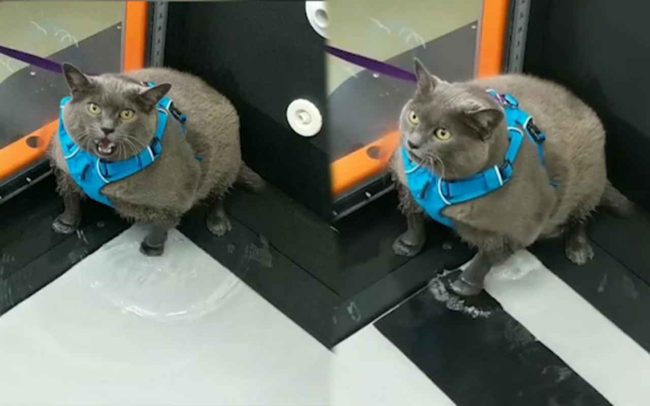 Obez kedi spor yapmaktan kaçmak için bulduğu yolla viral oldu