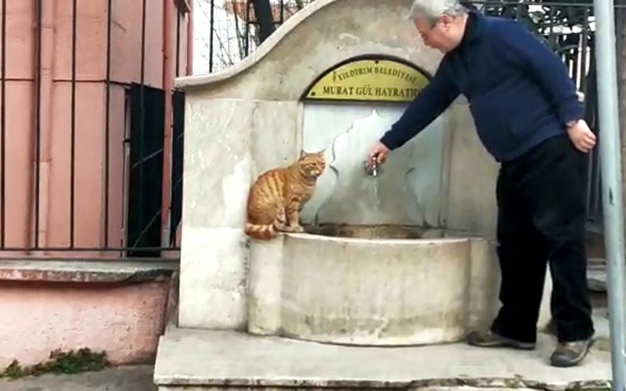 Bu Kedi Cesmeden Baska Hicbir Yerden Su Icmiyor Internet Haber