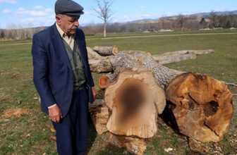 Kastamonu'da ilginç olay! Ağacın gövdesinden kadın silüeti çıktı