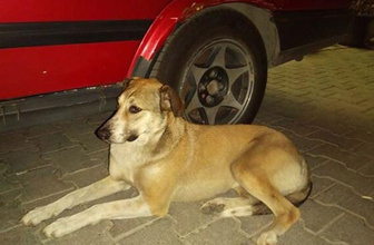 İzmir'de pes dedirten olay köpeği uyandırıp kulübesini çaldılar