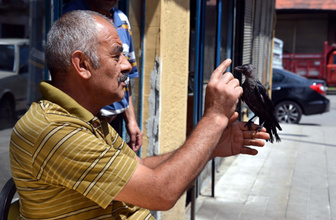 Erzurum'da kargayı kedinin elinden kurtardı! Şimdi yanından ayrılmıyor