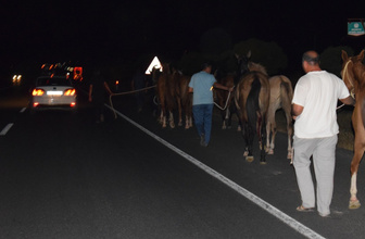 Malatya'da çiftlikten kaçan onlarca yarış atı otoyolu birbirine kattı