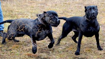 adiyaman da pitbull dehseti yasandi